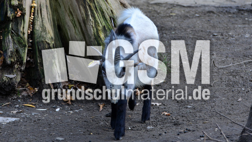 Vierhornziege (3).jpg